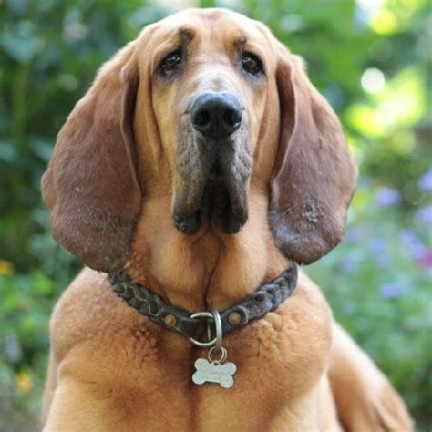 Liver And Tan Bloodhound