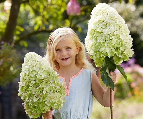 Метельчатые : Hydrangea paniculata Hercules-Гортензия метельчатая Геркулес-