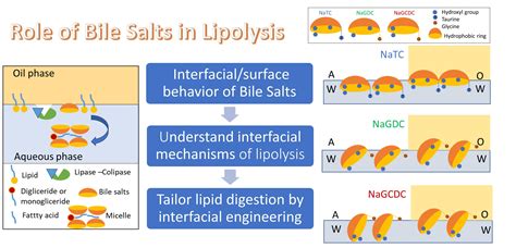Adsorption and Desorption of Bile Salts at Air–Water and Oil–Water