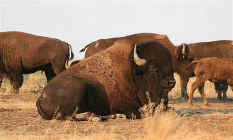 Meet the bison: facts about America's national mammal | Stories | WWF