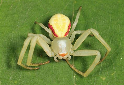 Goldenrod Crab Spider - Misumena vatia - BugGuide.Net