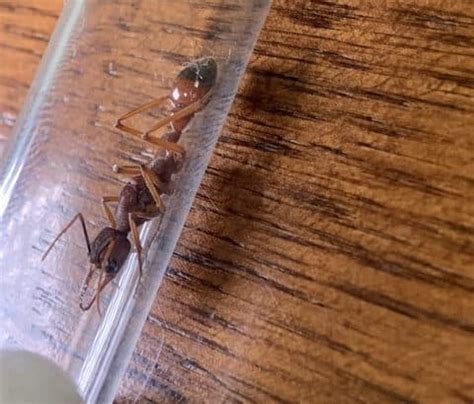 Myrmecia nigriscapa queen - Ants Online