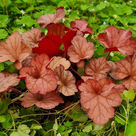 Plantes Vivaces HEUCHERA 'Coralberry' ® - Heuchère en vente - Pépinière ...