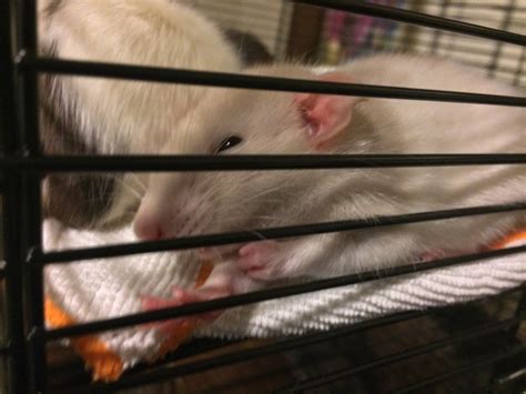 What bedding is good/bad for rats? | Rat Forum