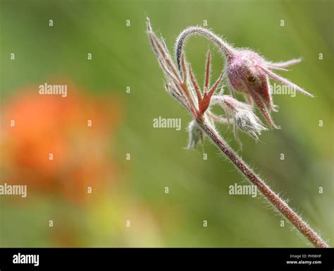 delicate flower  res stock photography  images alamy