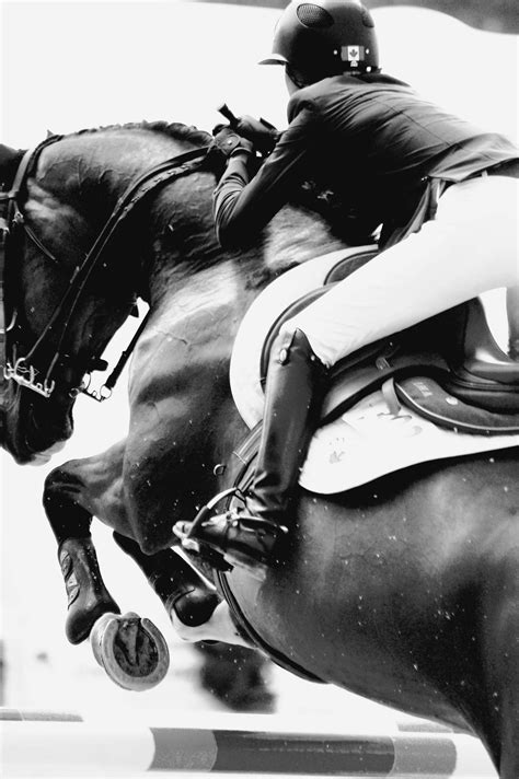 Reblog by @johngradycole · 1 image | Photographie équine, Photographie