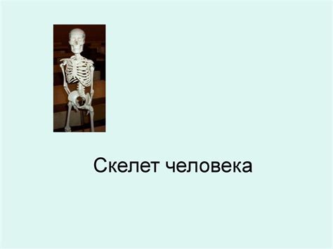 Скелет. Функции скелета. (Часть 3) - презентация онлайн