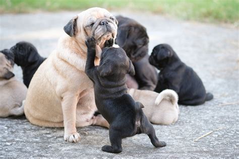 Pug puppies play with their mother. This seems like one sided play ...