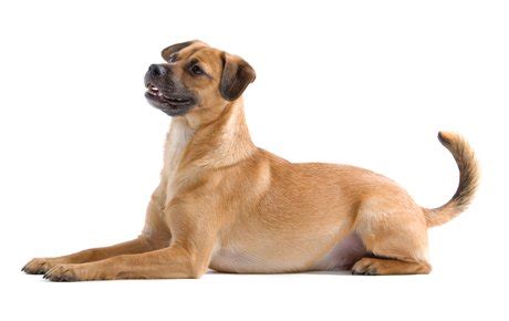 mutt mixed dog breed information characteristics