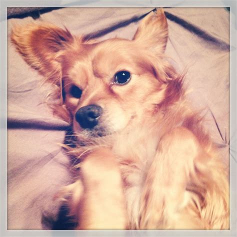 Teddy - My Cavalier King Charles Golden Mix