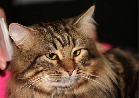 Gato Siberiano | Mascotas