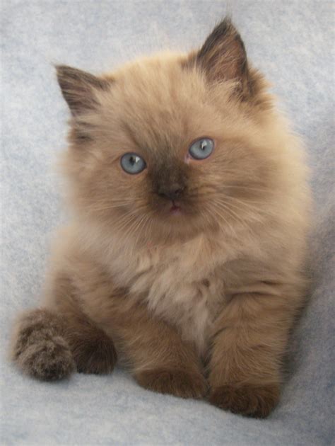 16 Ragdoll kittens ideas | kittens, kittens cutest, beautiful cats