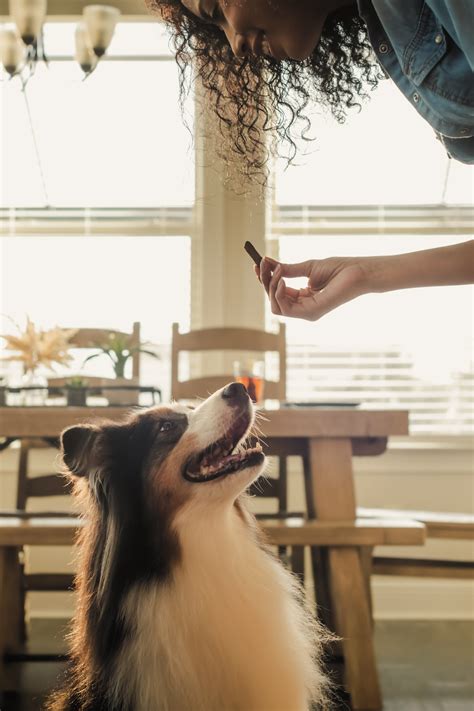 Naturally Boost Your Pet with Functional Treats – ButcherBox For Pets