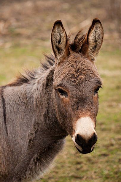 Esel - Bilder und Stockfotos - iStock | Tiere, Wilde tiere, Kuh bilder