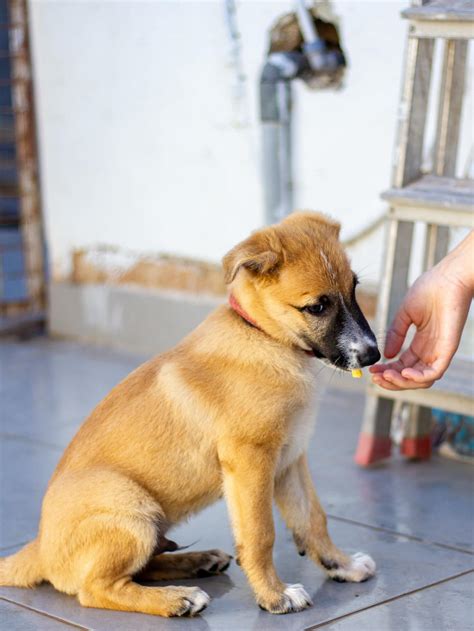 Noah's Ark Dog Sanctuary... - Noah's Ark Dog Sanctuary Malta