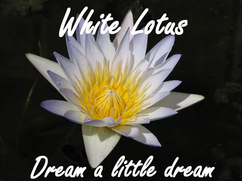 MY HERB CLINIC ® TRIPPY NYMPH LOTUS BOMB ORGANIC BLUE RED WHITE LOTUS