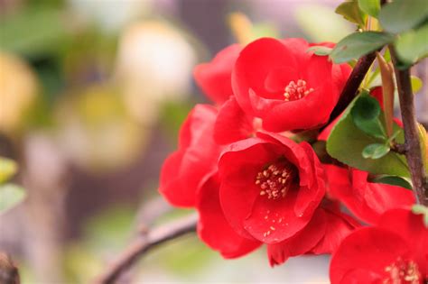 Chinese Quince Flowering - Free photo on Pixabay - Pixabay