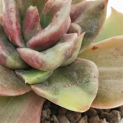 Echeveria 'Rubella' f. variegata mostruosa 6,5 cm. | Crassulaceae ...