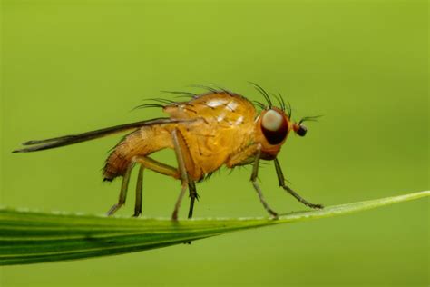 How do you get rid of fruit flies, where do they come from, do they