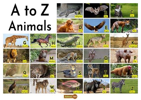 All Animals A-Z - Alphabetical List of Animal Names