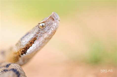aspis (Forum für Naturfotografen)