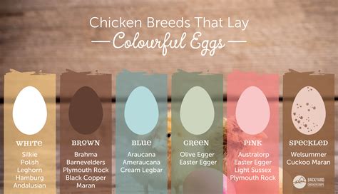 Easter Egger Egg Color Chart