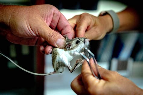 Endangered kangaroo rats now wearing backpacks in wash near Redlands