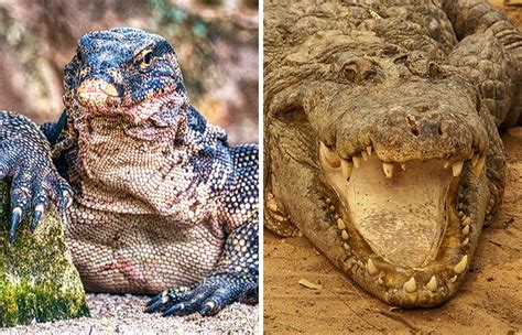 Komodo Dragon Vs Alligator