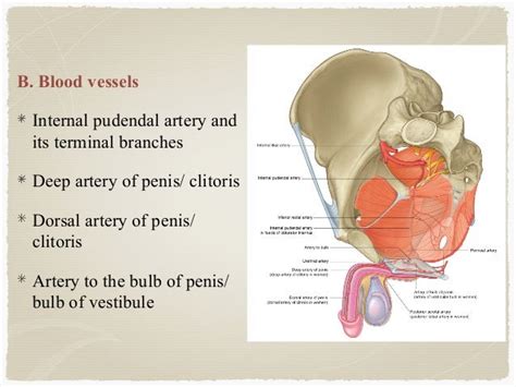 Perineum