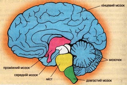 Відділи головного мозку. Структура і функції — Гипермаркет знаний