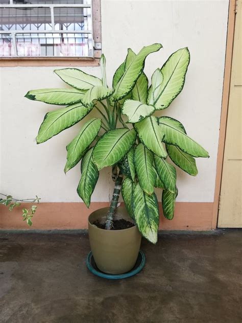 Dieffenbachia Seguine Plant, Furniture & Home Living, Gardening, Plants ...