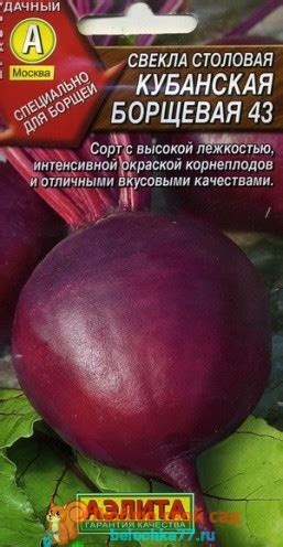 Лучшие сорта свеклы с фото, названием и описанием