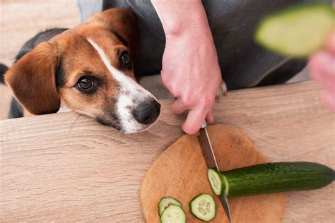 dogs eat cucumbers  guide