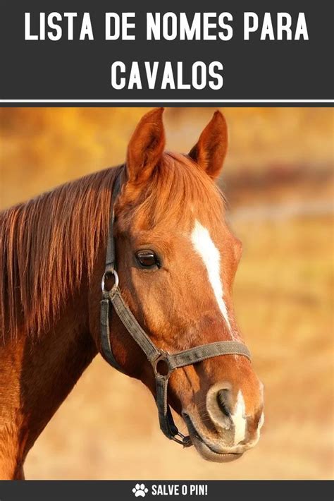 Bonitos Nomes Para Cavalos - Ideias para nomes de cavalo | Nomes para cavalos, Amo animais, Cavalos ...