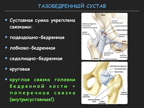 Визуализация тазобедренного сустава