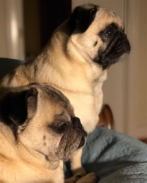 Serious pugs looking serious. : r/pugs