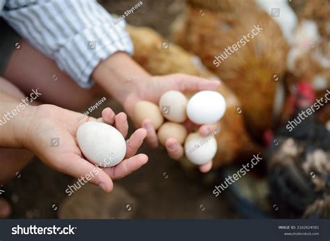 18,064 Egg Chicken Coop Images, Stock Photos & Vectors | Shutterstock