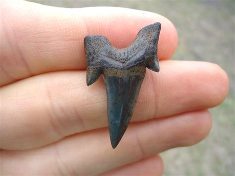 Rare Cretaceous Mackerel Shark Tooth | Recently Sold | FOSSILS ...