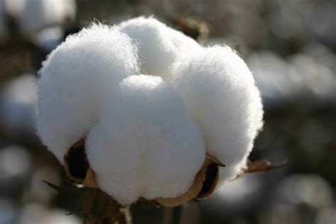 cotton plant photo  zees  west cotton fields  october