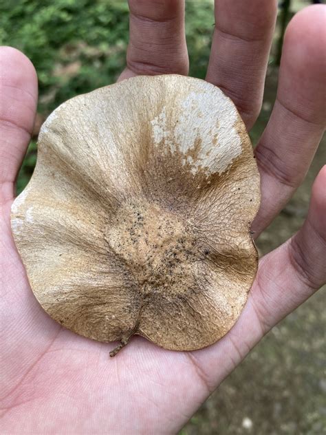 pterocarpus violaceus arboretum