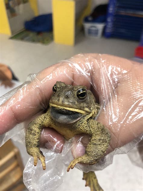 Toad ID : r/Toads