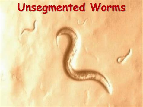 the roundworms