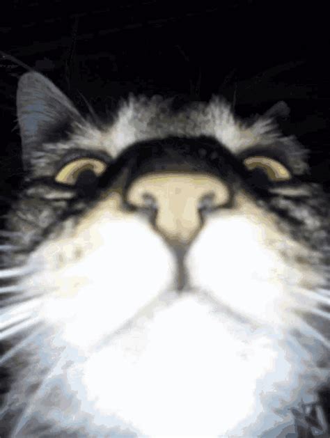 Cat Close To Camera Cat GIF - Cat Close To Camera Cat Cat Close
