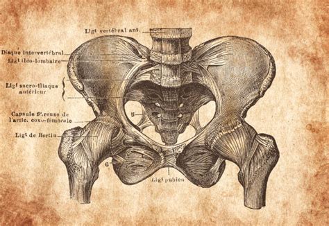 groin area diagram pics stock  pictures royalty  images