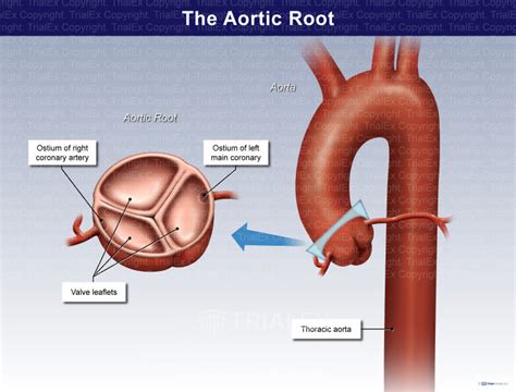 The Aortic Root - TrialQuest Inc.