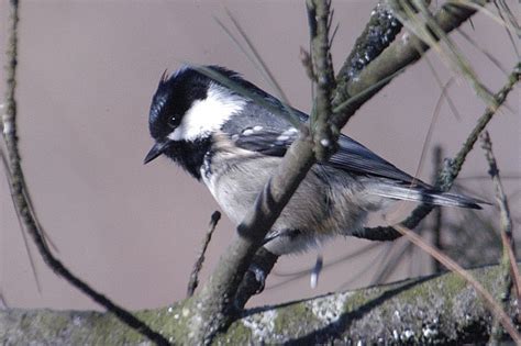 СИНИЦЕВЫЕ (Paridae): spinyful — LiveJournal