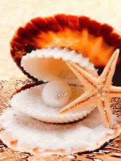 Shell Pearl GIF - Shell Pearl Starfish - Discover & Share GIFs