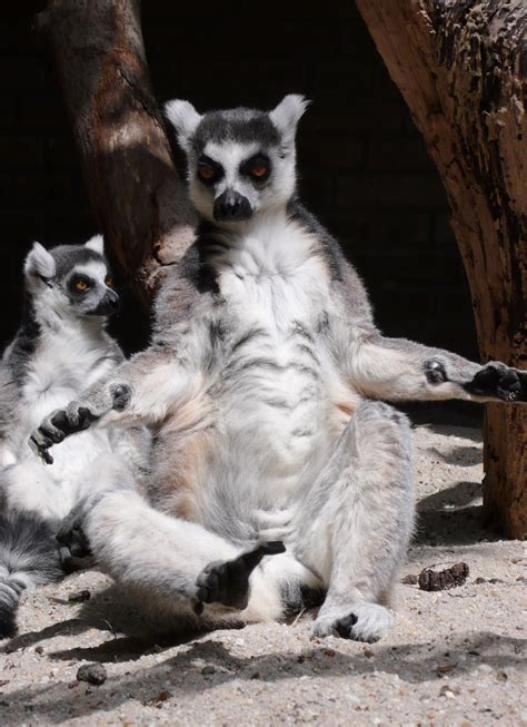 Lemur Quotes. QuotesGram