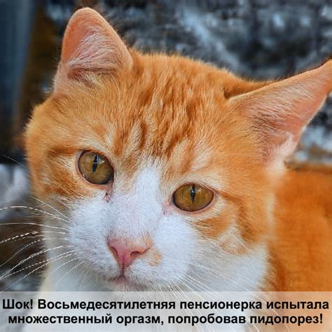 жидкий корм для кошек — Postimages