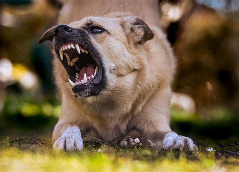 Understanding Feral Dogs: What is a Feral Dog and Its Impact